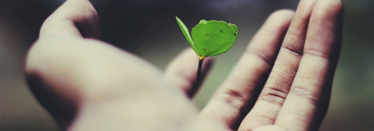 Green leaf floating above hand